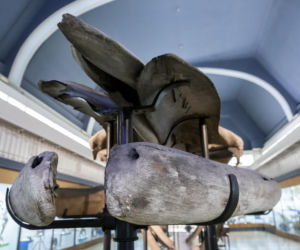 Szkielet ogromnego płetwala błękitnego we wrocławskim Muzeum Przyrodniczym
