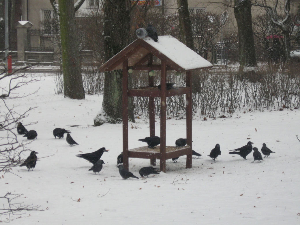 Trwa zimowe dokarmianie ptaków na terenie parków i skwerów w Białymstoku [ZDJĘCIA]
