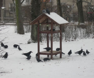 Trwa zimowe dokarmianie ptaków na terenie parków i skwerów w Białymstoku [ZDJĘCIA]