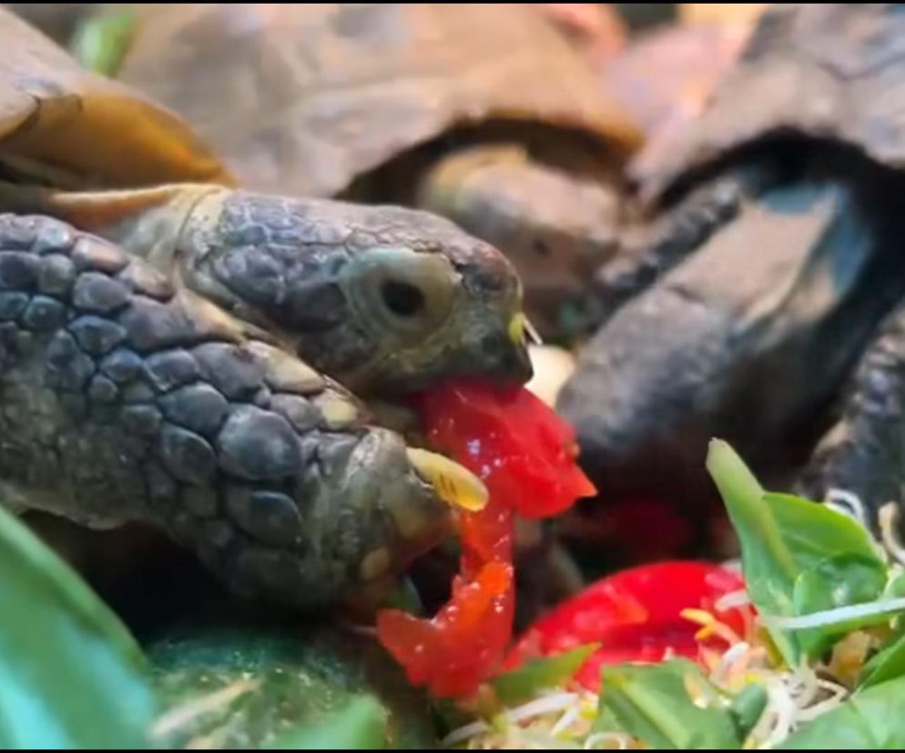 Żółw poznańskie zoo screen