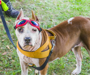 Amstaff może być zabawny