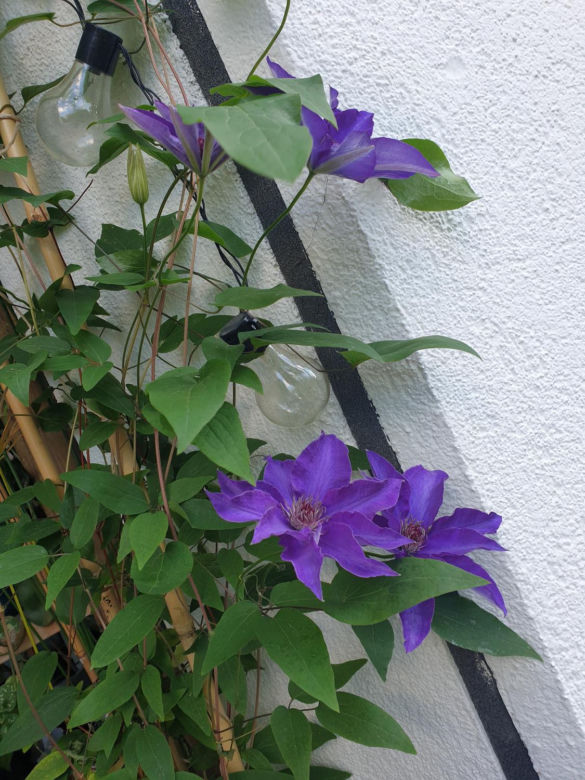 Powojnik (Clematis)