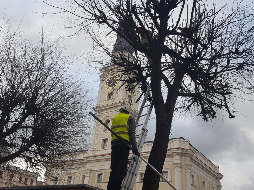 Drzewa na Rynku w Lesznie pod fachową opieką