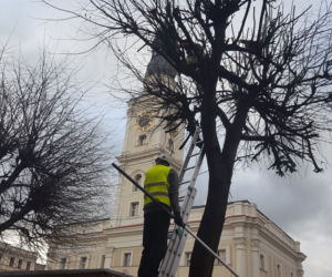 Drzewa na Rynku w Lesznie pod fachową opieką