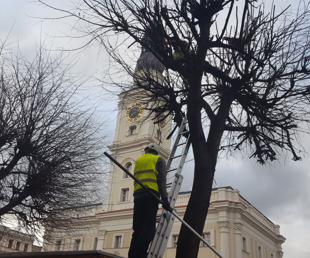Drzewa na Rynku w Lesznie pod fachową opieką