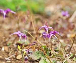 Epimedium wielkokwiatowe