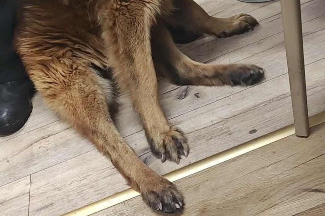 Pies konał na posesji w Dąbrowie Górniczej. Wolontariusze: To było długotrwałe znęcanie się