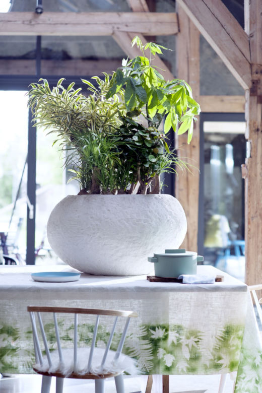 Dracena w kompozycji