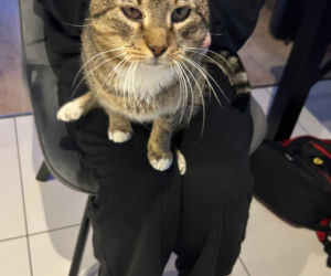 Mińsk Mazowiecki. Zatruł się czadem, gdy ratował Mruczka