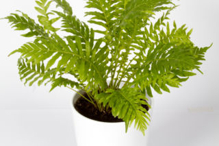 Podrzeń garbaty - Blechnum gibbum