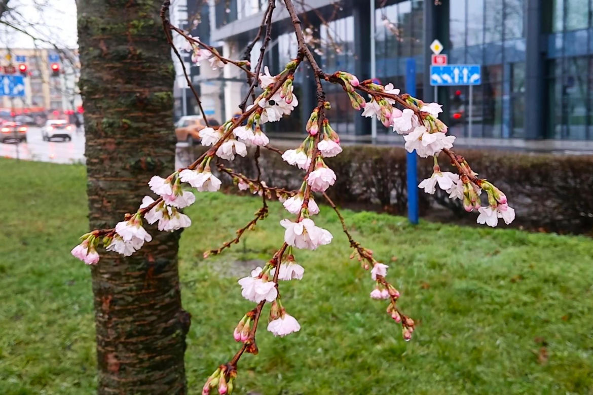 W grudniu w Szczecinie kwitną drzewa