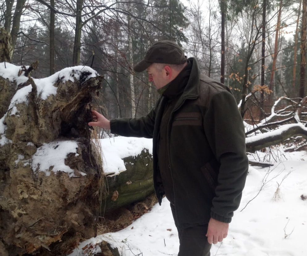 Wycinka buków w lasach murckowskich