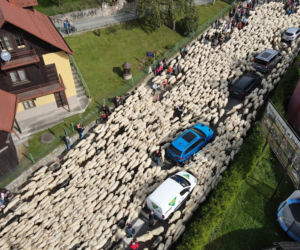 Jesienny redyk owiec w Szczawnicy