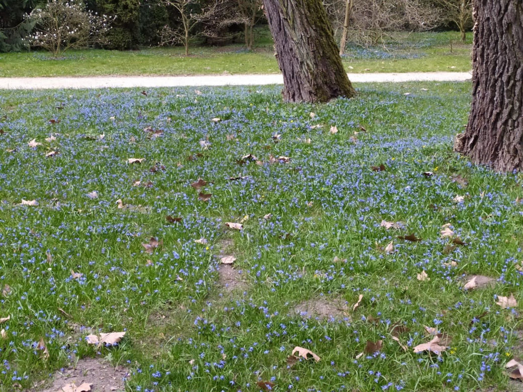 Wiosna w Arboretum Kórnickim