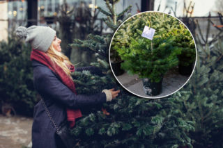 Ile kosztuje świąteczne drzewko w 2025 roku?