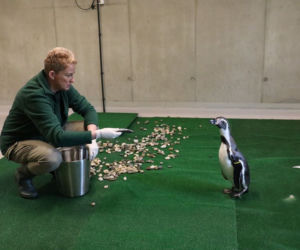Chorzów: Otwarcie zoo i OGROMNA kolejka! Każdy chce zobaczyć pingwiny