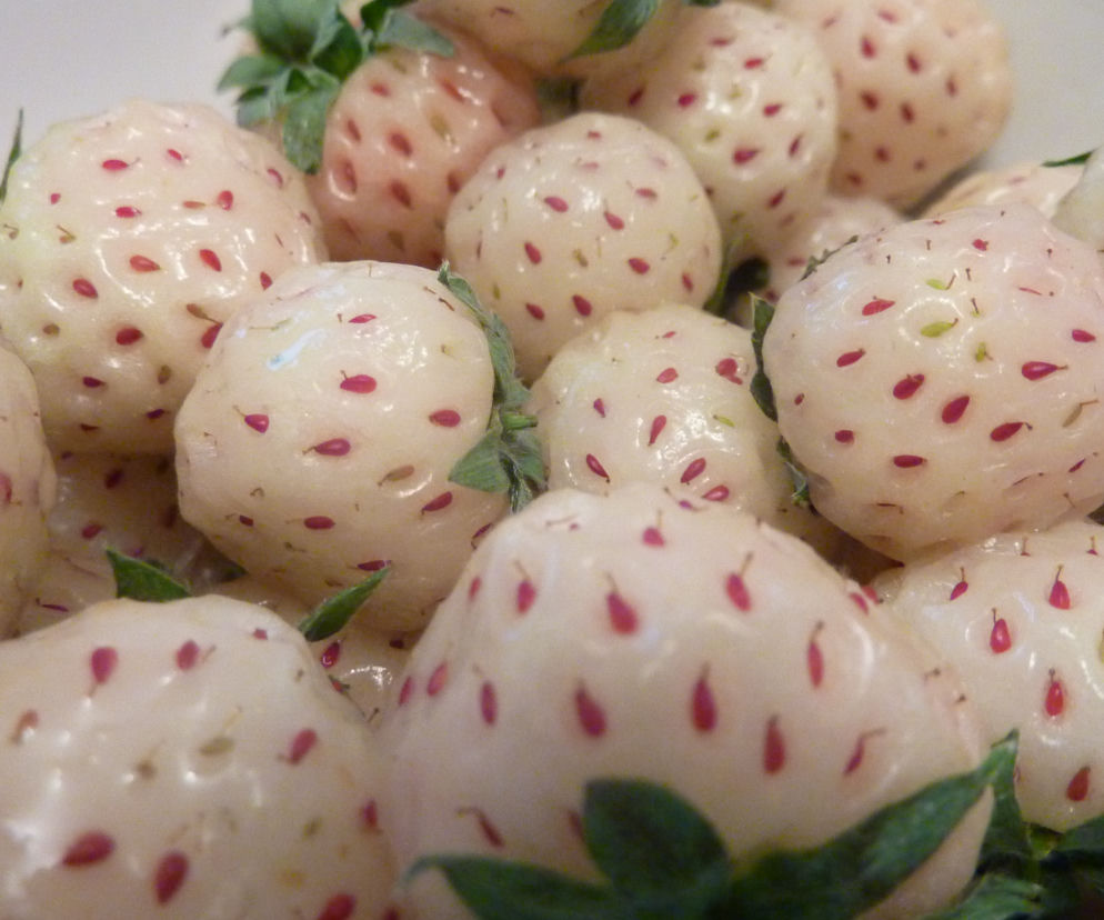 Białe truskawki dostępne w Polsce! Pineberry, czyli truskawki o smaku ananasa