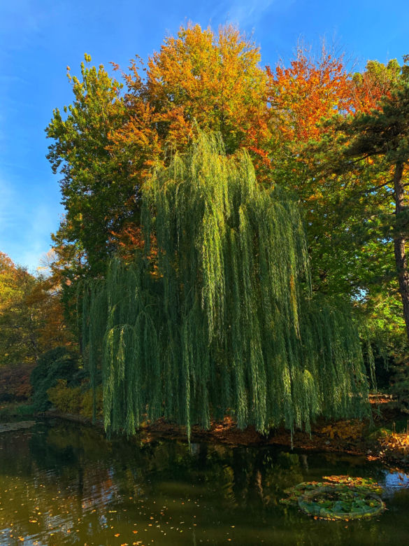 Jesień w ogrodzie botanicznym we Wrocławiu
