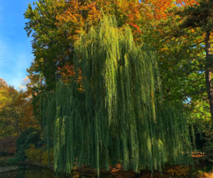 Jesień w ogrodzie botanicznym we Wrocławiu