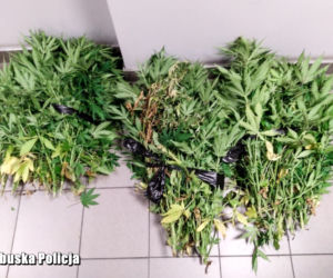Plantacja konopi indyjskich pod Gubinem