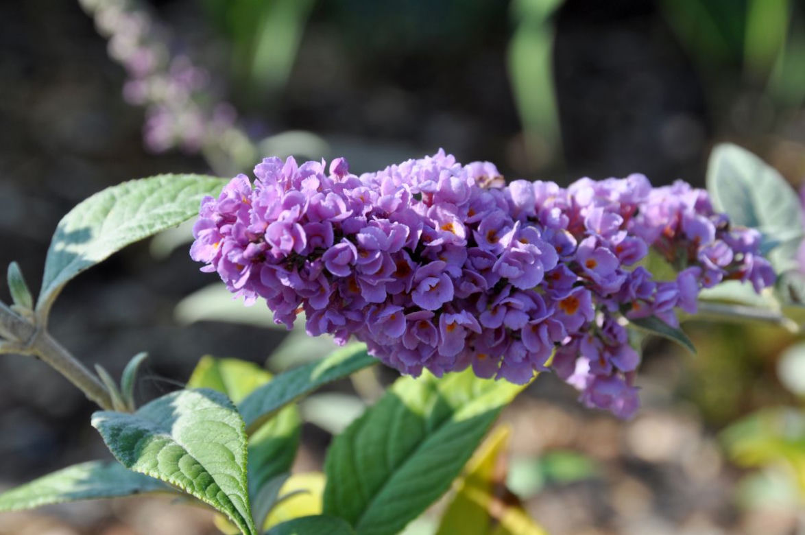 Budleja Dawida 'Blue Chip'