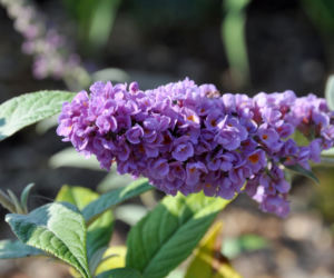 Budleja Dawida 'Blue Chip'