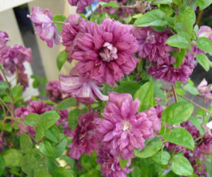 Powojnik 'Purpurea Plena Elegans'