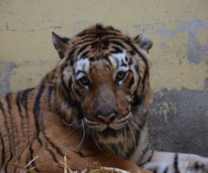 Operowany tygrys w poznańskim ZOO walczy o życie