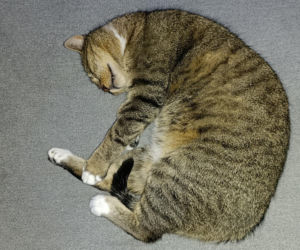 Mińsk Mazowiecki. Zatruł się czadem, gdy ratował Mruczka