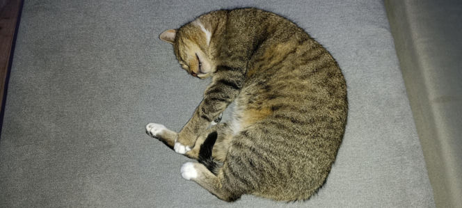 Mińsk Mazowiecki. Zatruł się czadem, gdy ratował Mruczka