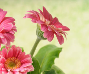 Gerbera