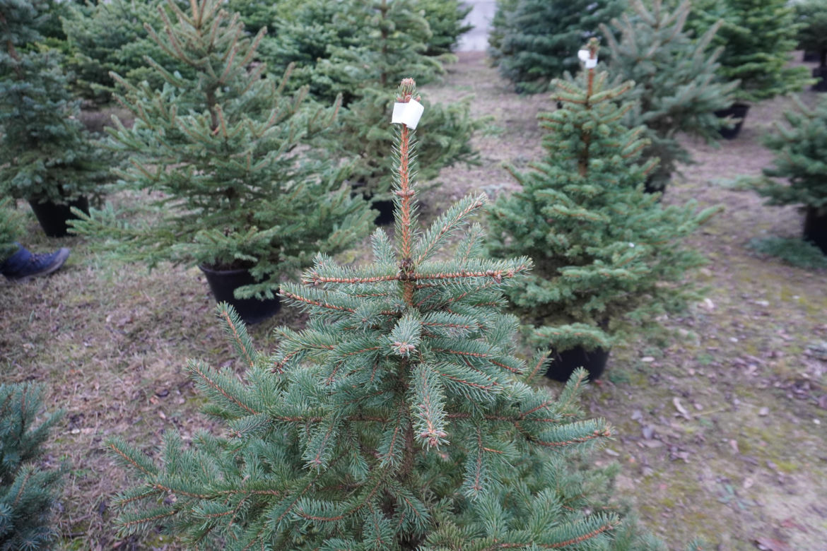 Punkt sprzedaży choinek przy ulicy Naramowickiej 