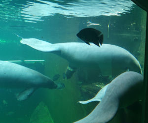 We wrocławskim zoo urodził się kolejny manat