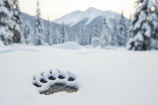 Niedźwiedzie w Tatrach czuwają. Jakie niebezpieczeństwo czyha na turystów?