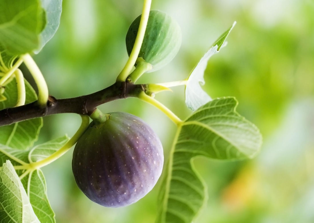 Ficus carica (figowiec pospolity)