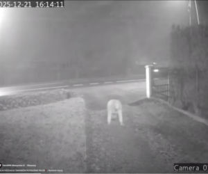 Dramat pod Krakowem. Seniorka czołgała się po jezdni, minęło ją kilkanaście samochodów