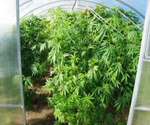 Plantacja konopi indyjskich pod Choszcznem