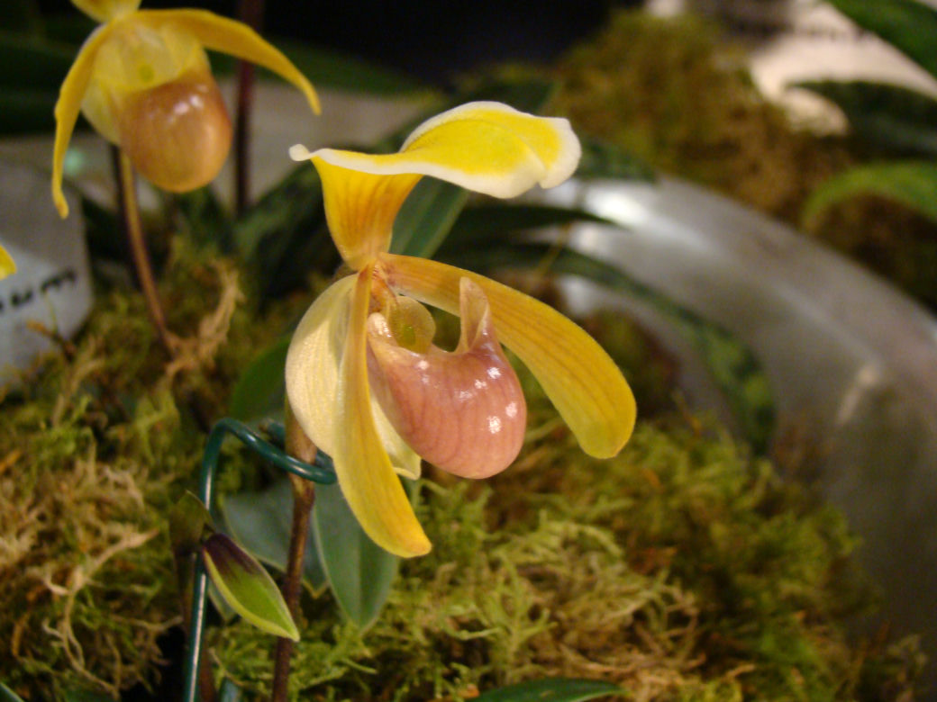 Paphiopedilum 
