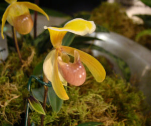 Paphiopedilum: storczyk o kwiatach jak dzbanki