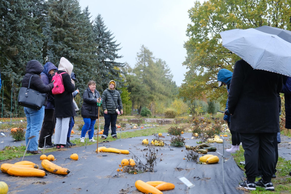 Ponad półtonowa dynia. Taką bestię wyhodowali w ogrodzie PAN w Powsinie