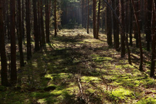 Lasy w Wielkopolsce rosną szybciej przez zmiany klimatu. Nowoczesne technologie pomagają leśnikom w pracy