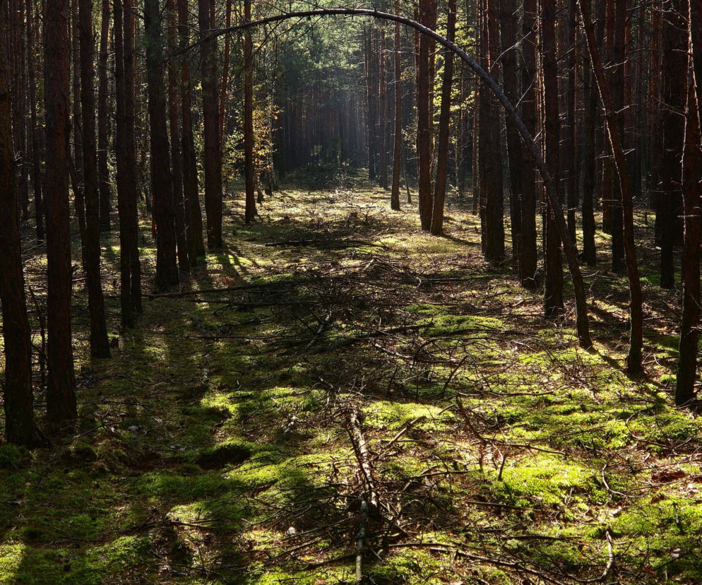 Lasy w Wielkopolsce rosną szybciej przez zmiany klimatu.