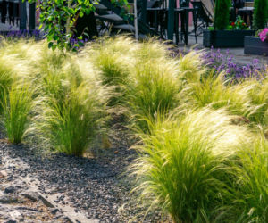 Ostnica cieniutka 'Ponytails'