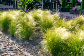 Ostnica cieniutka 'Ponytails'