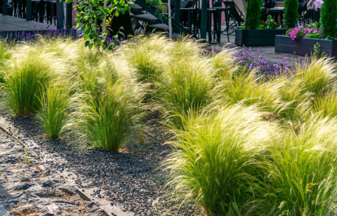 Ostnica cieniutka 'Ponytails'