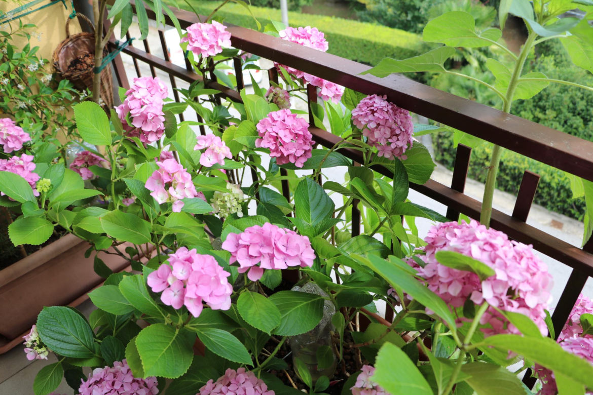 Kwiaty na balkon północny
