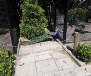 Krakowskie ZOO wznowiło działanie i zaprasza do odwiedzin