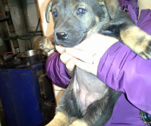Kochane szczeniaki do adopcji! Nikt ich nie chciał...