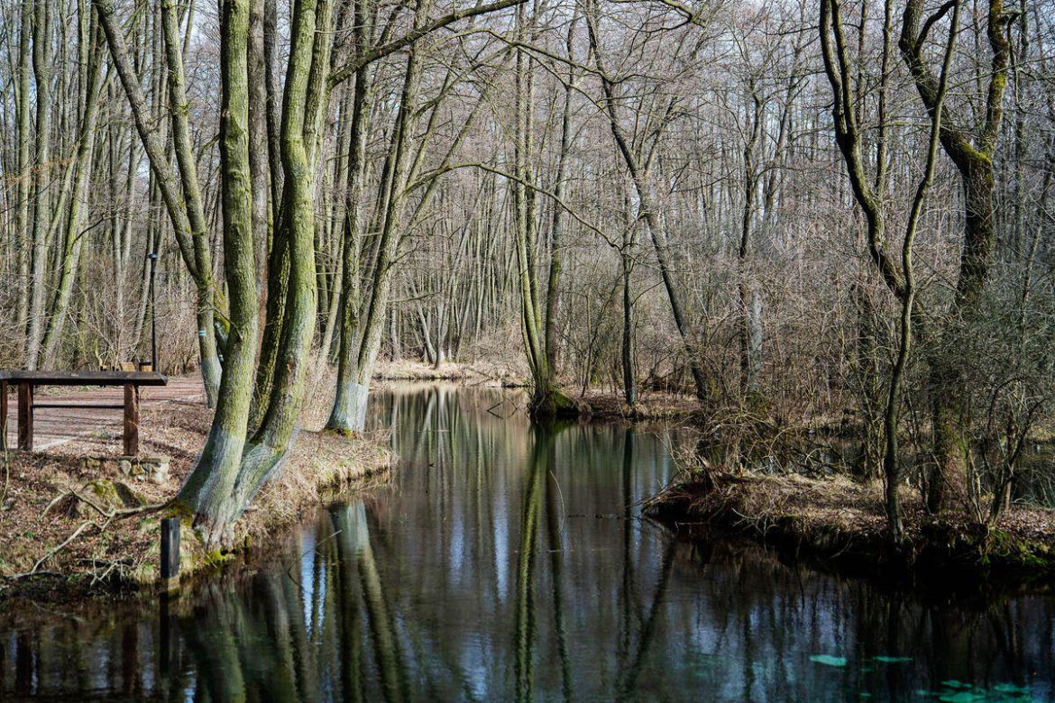 Rezerwat Niebieskie Źródła