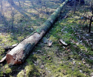 Dramatyczne chwile koło Torunia. Mężczyznę przygniotło drzewo